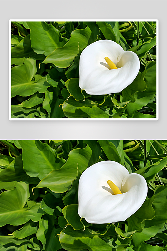 马蹄莲高清鲜花图片