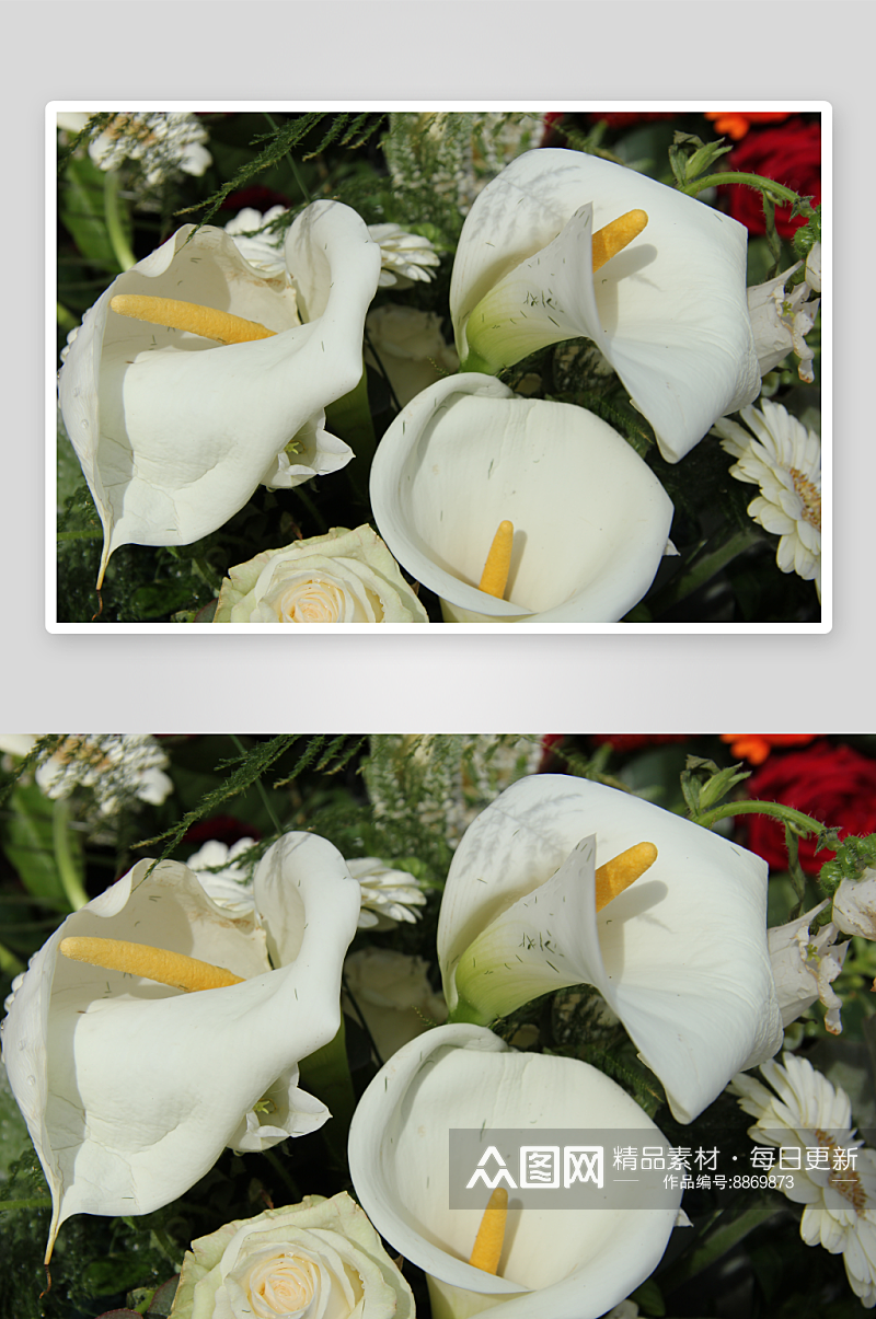 马蹄莲高清鲜花图片素材