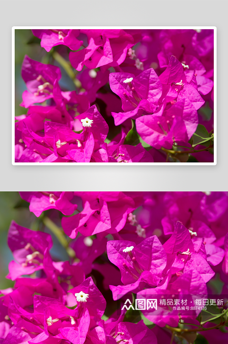 三角梅花卉摄影图素材