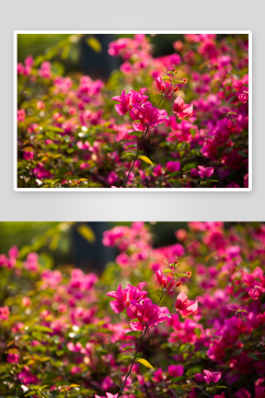 三角梅花卉摄影图