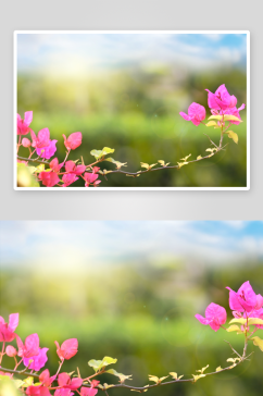 三角梅花卉摄影图