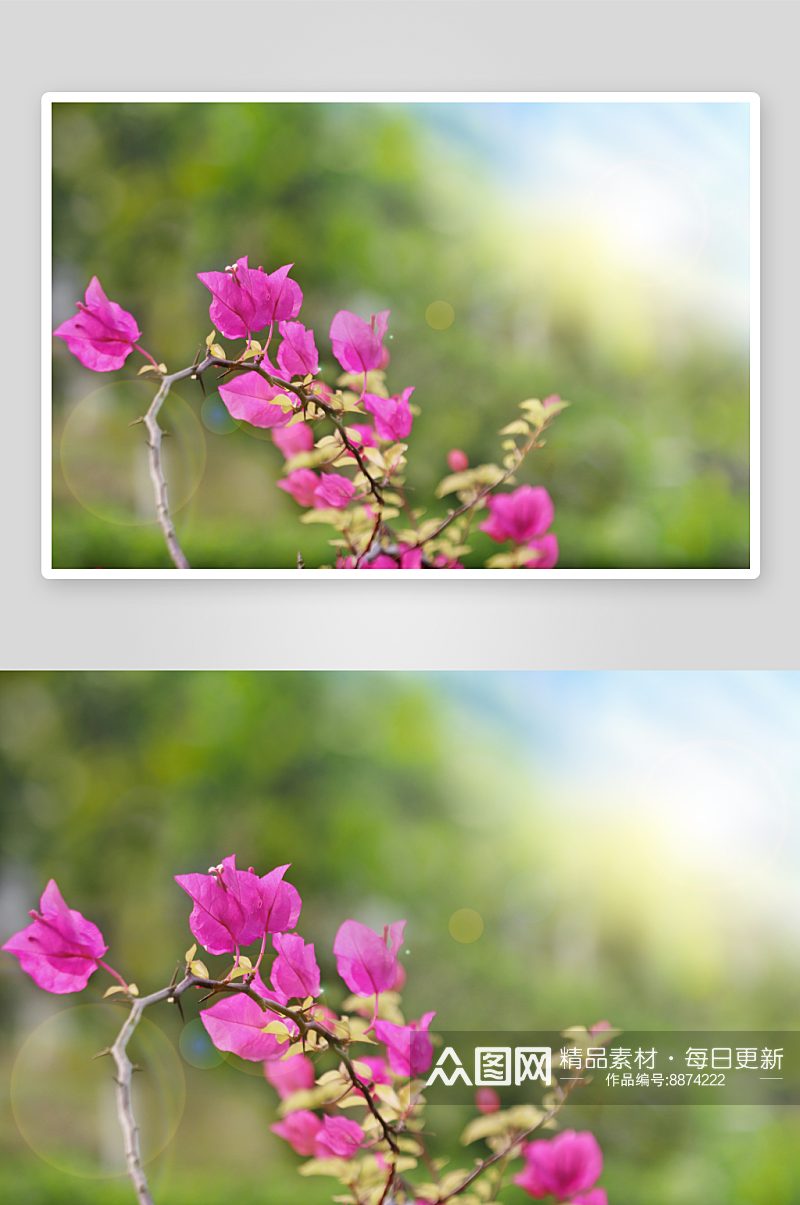 三角梅花卉摄影图素材