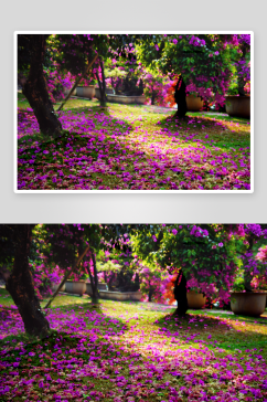 三角梅鲜花摄影图