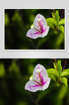 三角梅鲜花摄影图