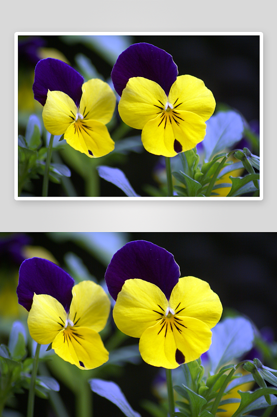 三色堇花卉鲜花图片