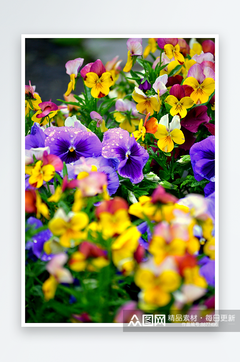 三色堇鲜花高清摄影图素材