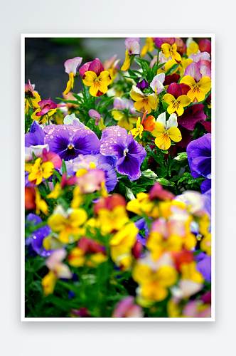 三色堇鲜花高清摄影图