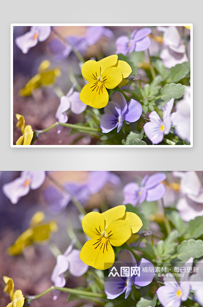 高清三色堇花卉图片素材