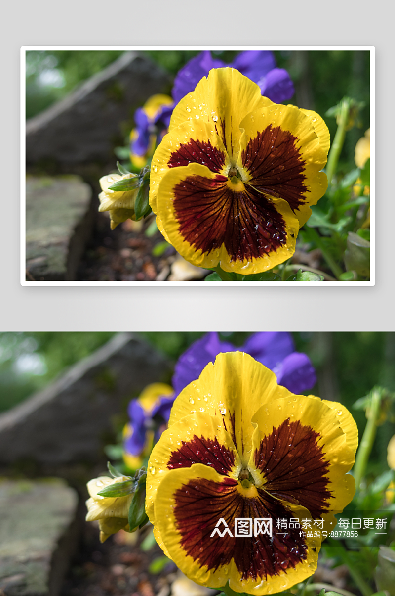三色堇花卉摄影图片素材