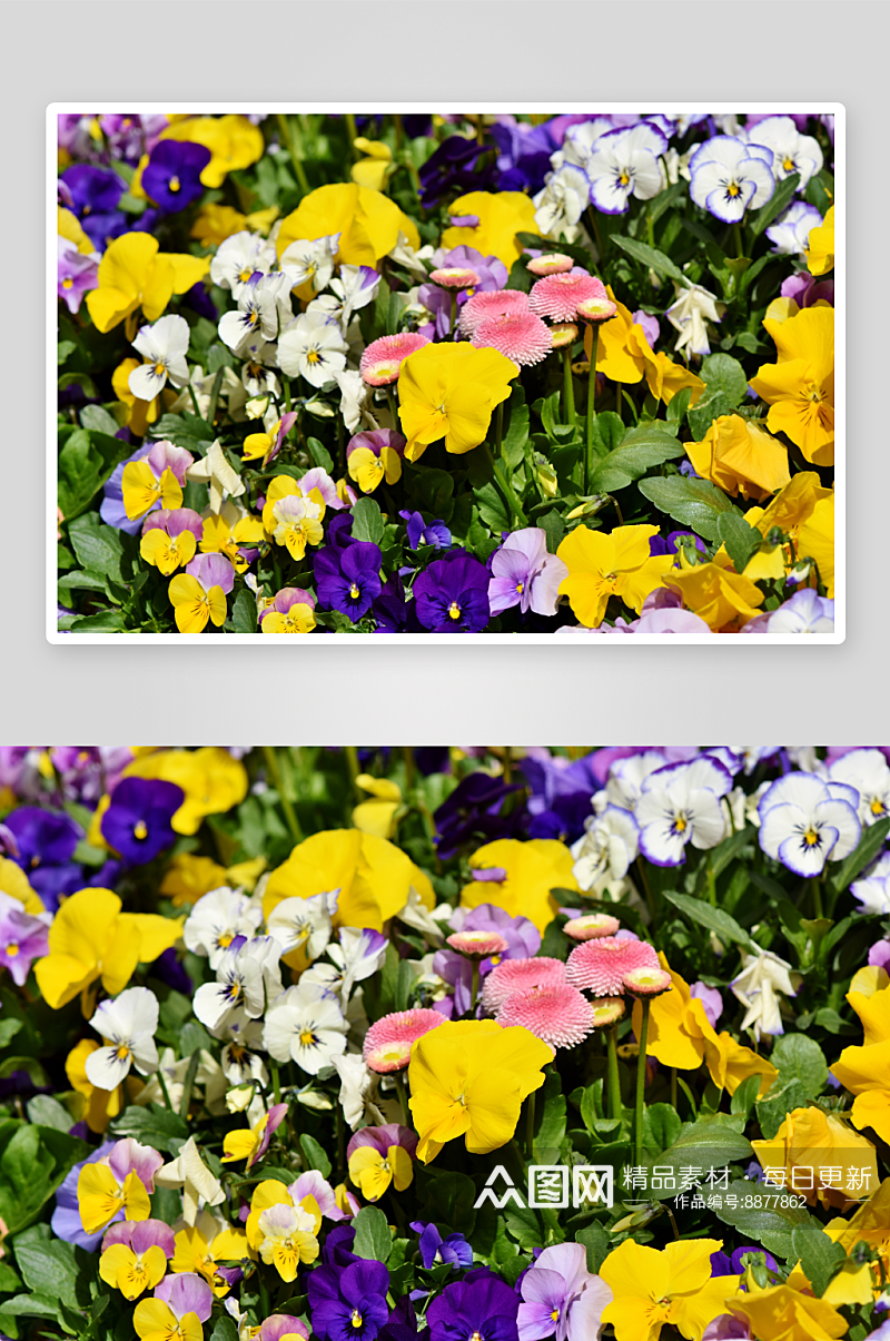 三色堇花卉摄影图片素材