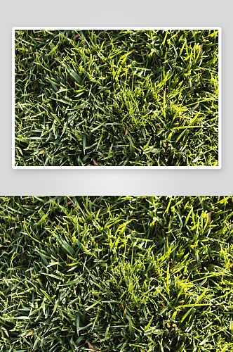 绿色草地风景画图片