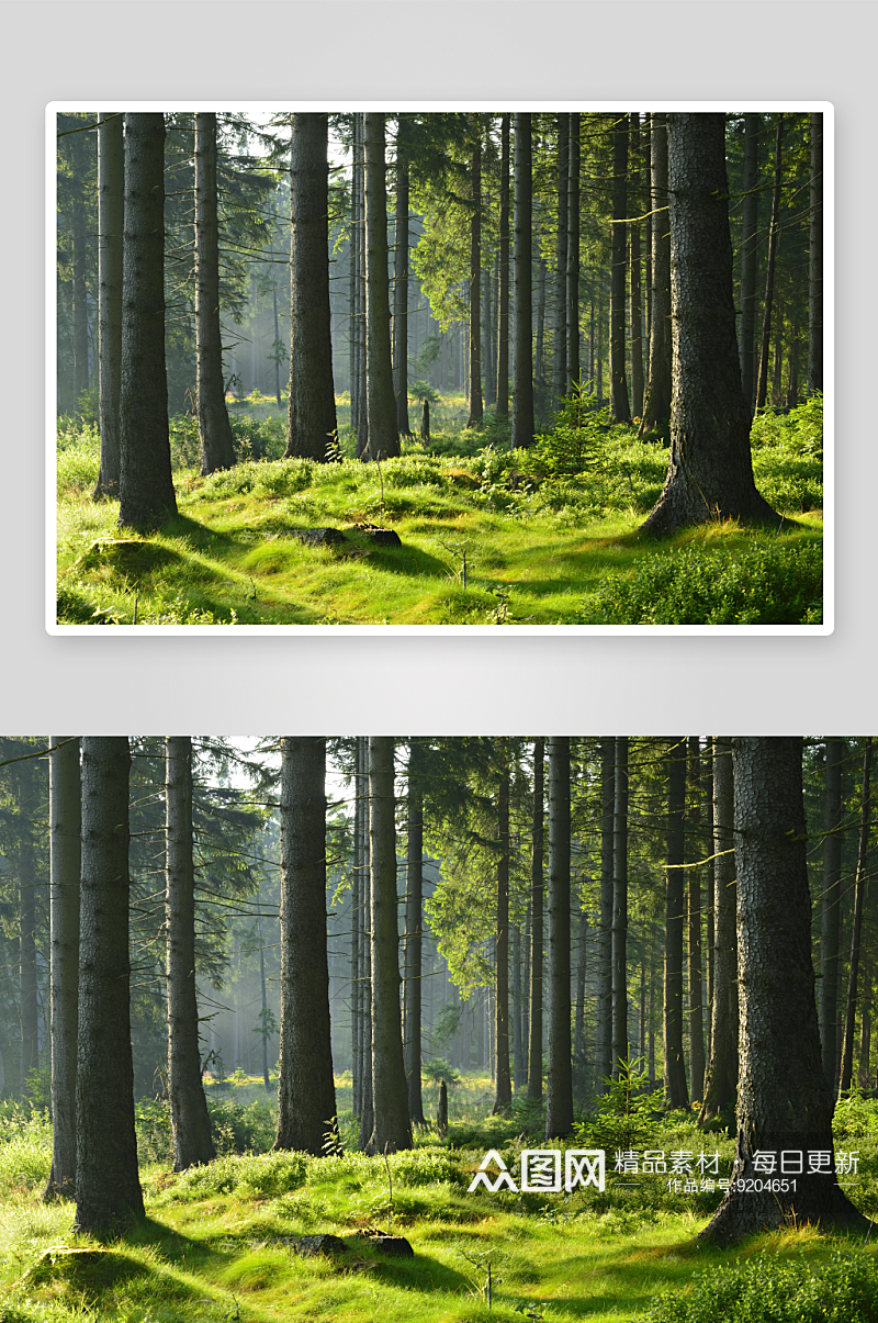树林森林溪流风景画高清摄影素材