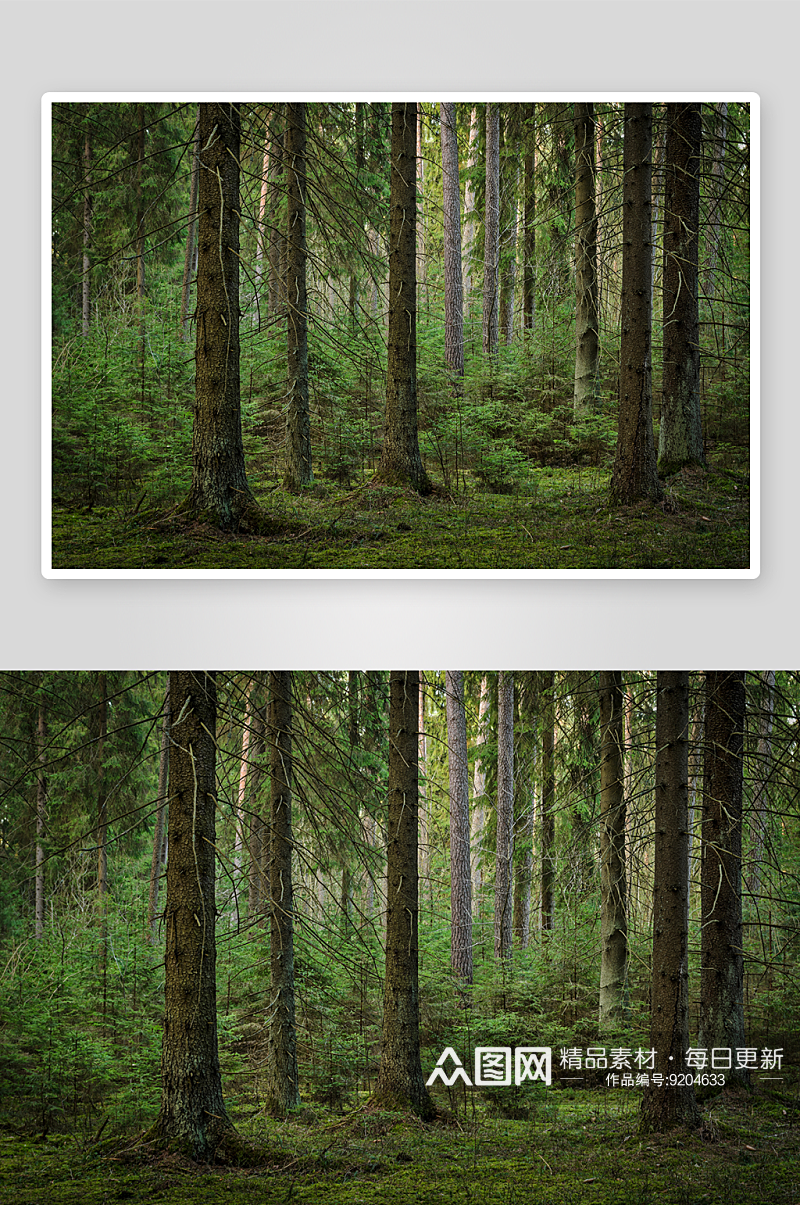 树林森林溪流风景画高清摄影素材