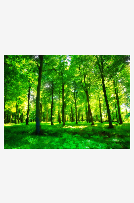 綠樹樹林高清風(fēng)景畫攝影圖