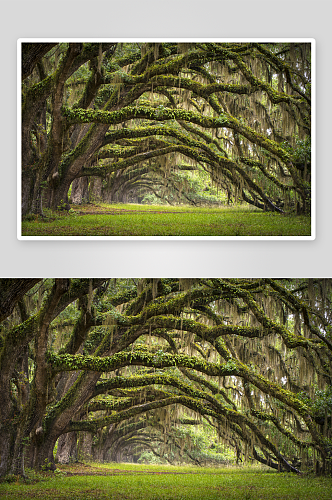 绿树树林高清风景画摄影图