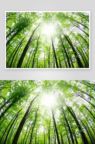绿树树林高清风景画摄影图