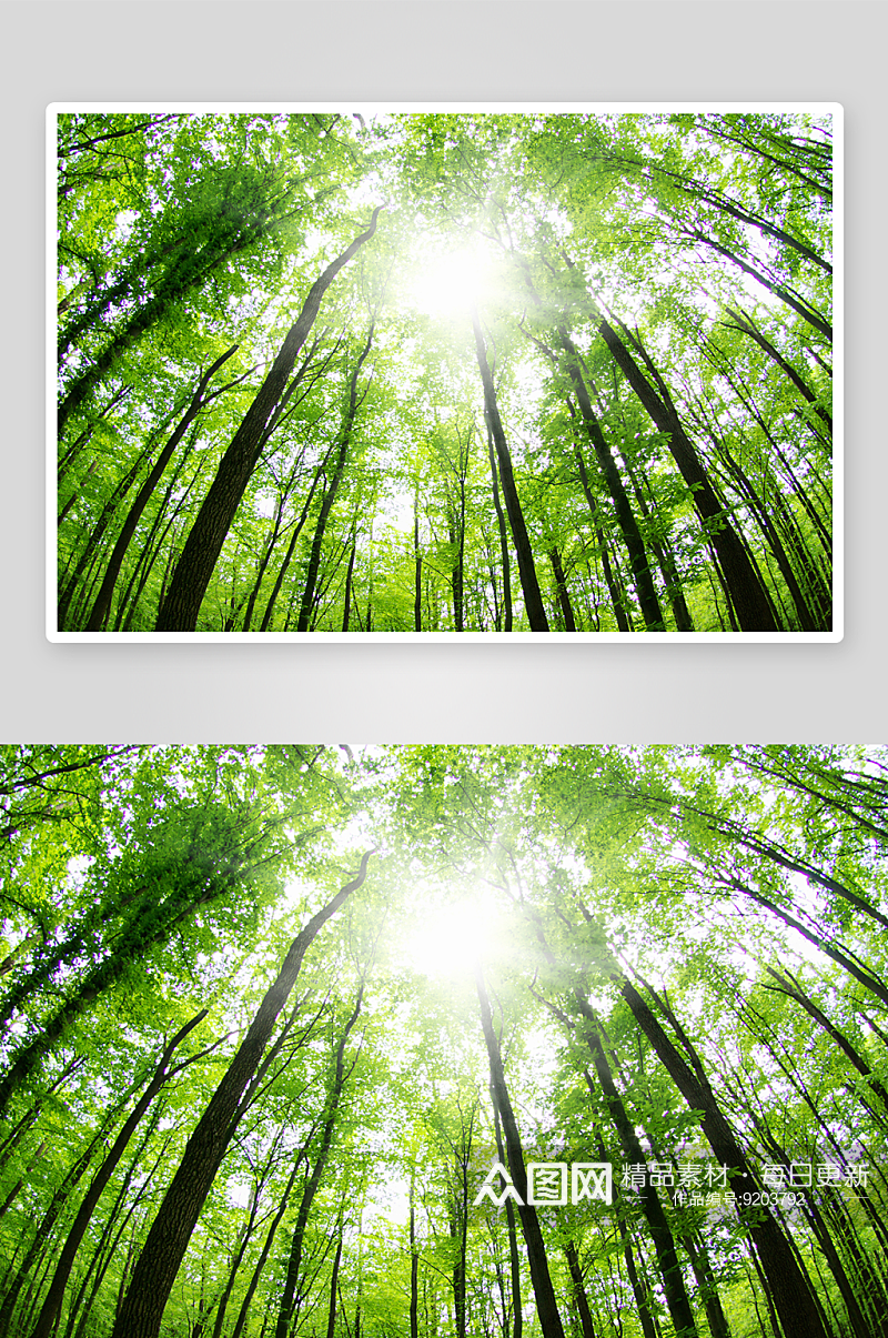 绿树树林高清风景画摄影图素材