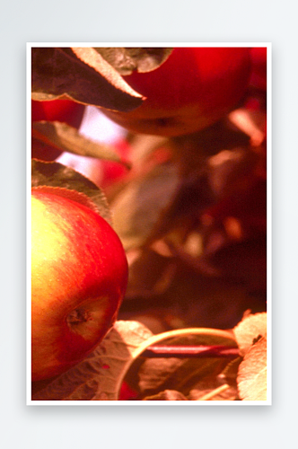 红苹果高清装饰画