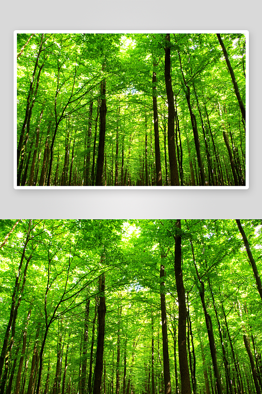 绿植森林树林风景画