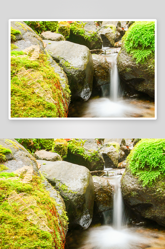 绿植森林树林风景画