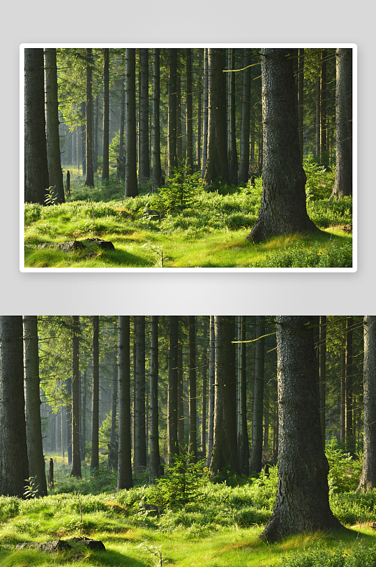绿植森林树林风景画
