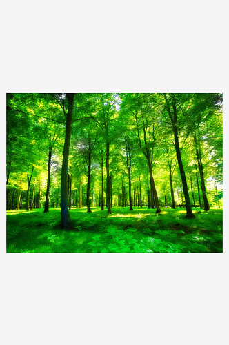 森林树林高清风景画
