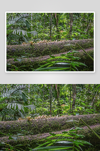 原始森林树林摄影图