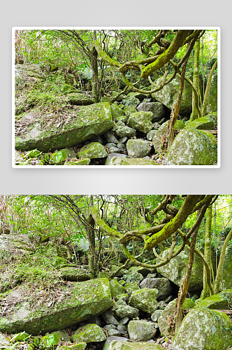 原始森林树林摄影图