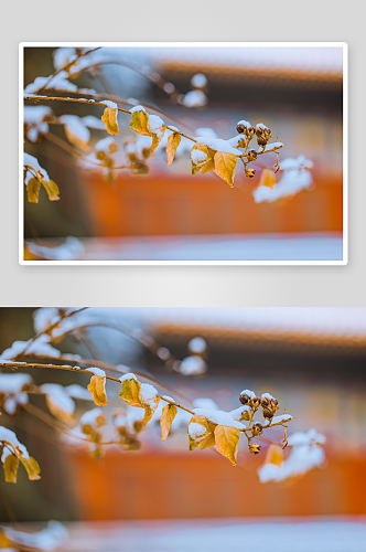 北京故宫枯黄树叶雪景