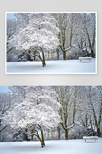 雪地雪景自然风景画图片