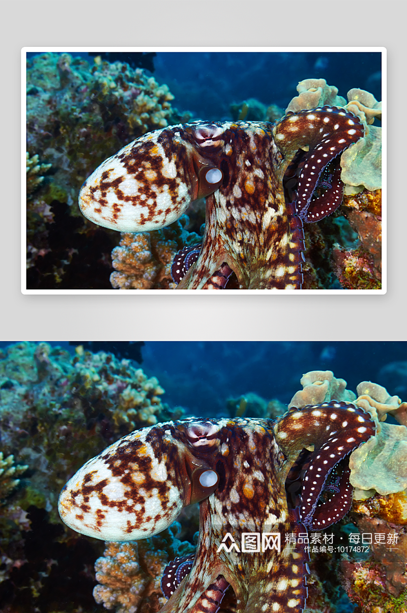 海底海洋生物游鱼图片素材
