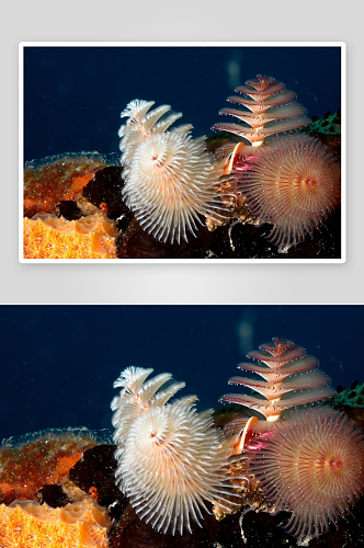 海底海洋生物游鱼图片