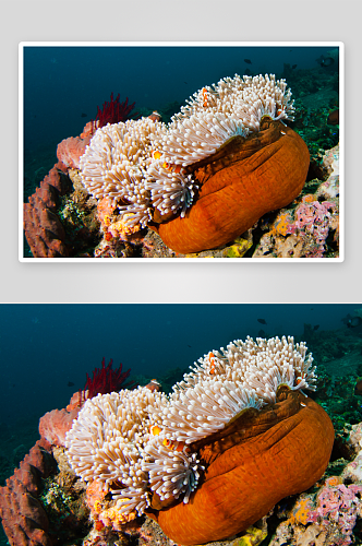 海底海洋生物游鱼图片