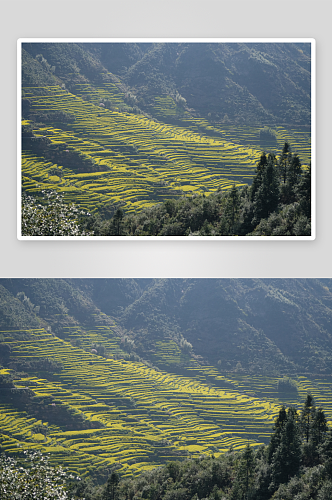 中国乡村美景田园风景画