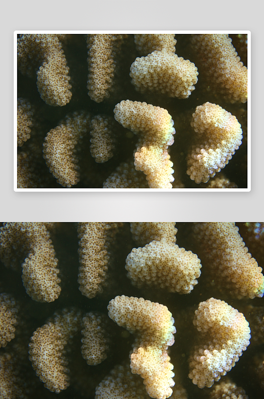 海底珊瑚游鱼海景图