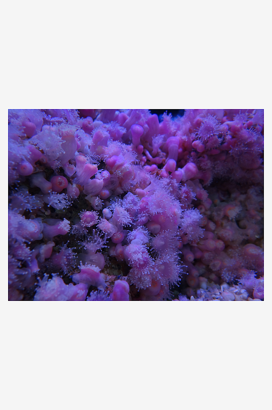 海底珊瑚游鱼海景图