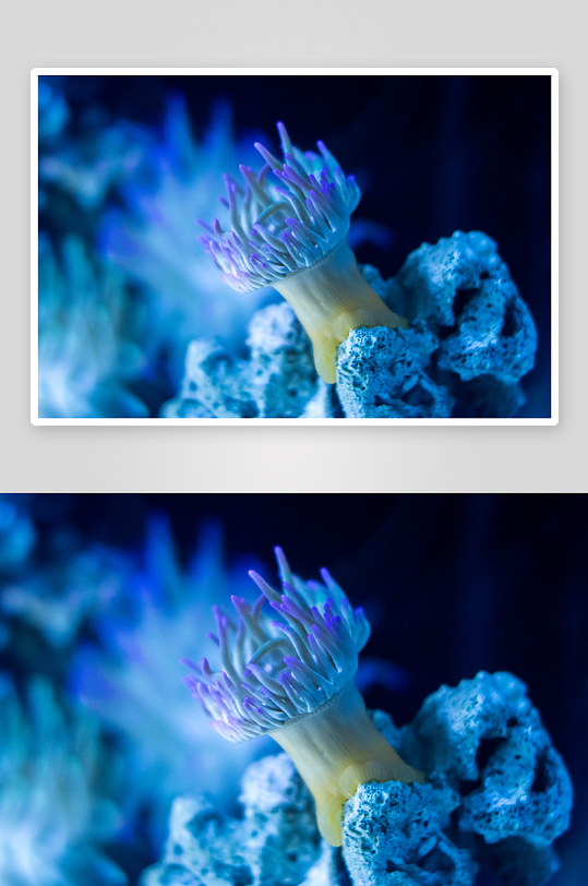 海底珊瑚海景高清摄影图