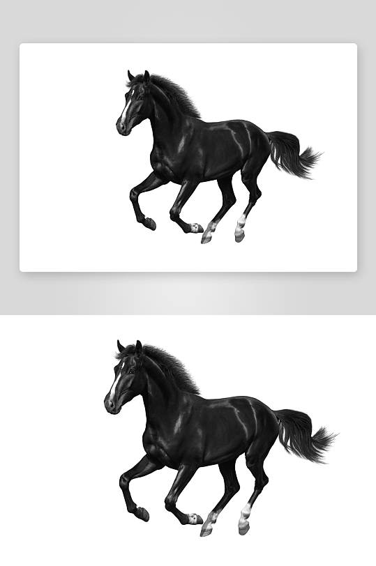 黑白骏马艺术装饰画