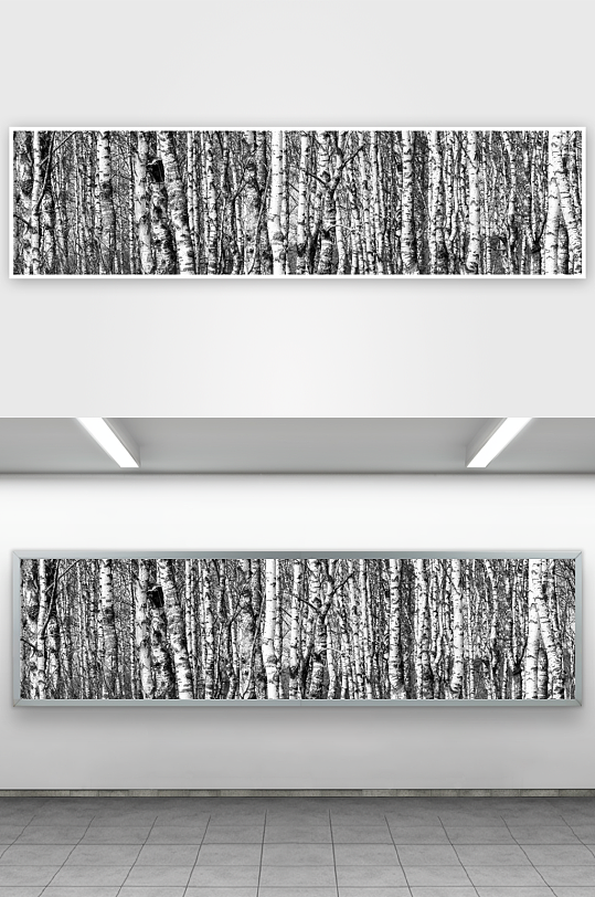 黑白树林白桦树摄影图