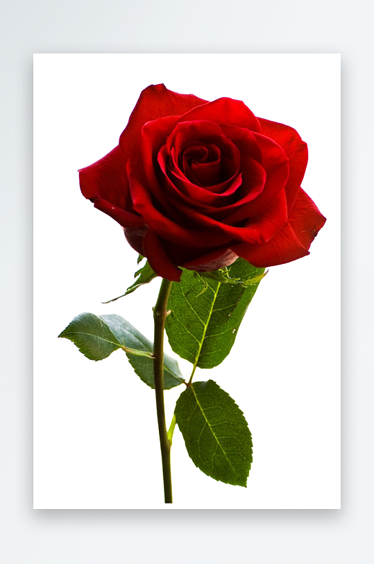 玫瑰花卉免抠png素材-众图网