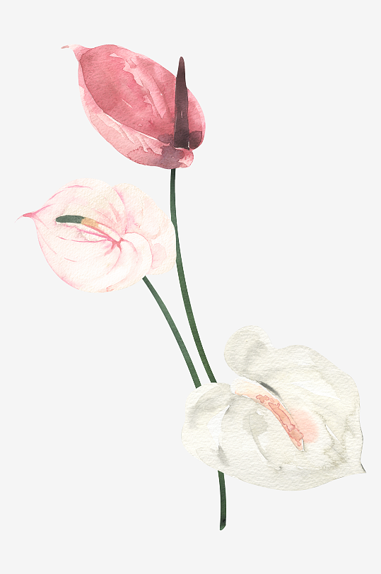 复古手绘植物花卉免抠图-众图网