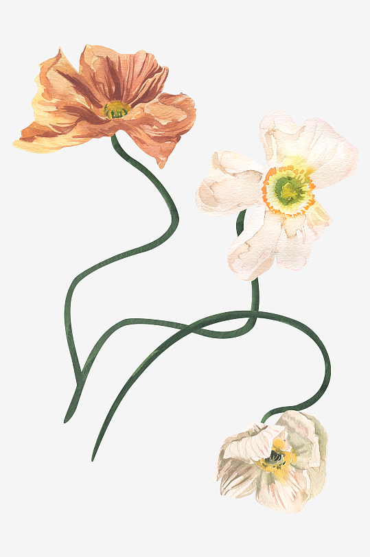 复古手绘植物花卉png素材-众图网