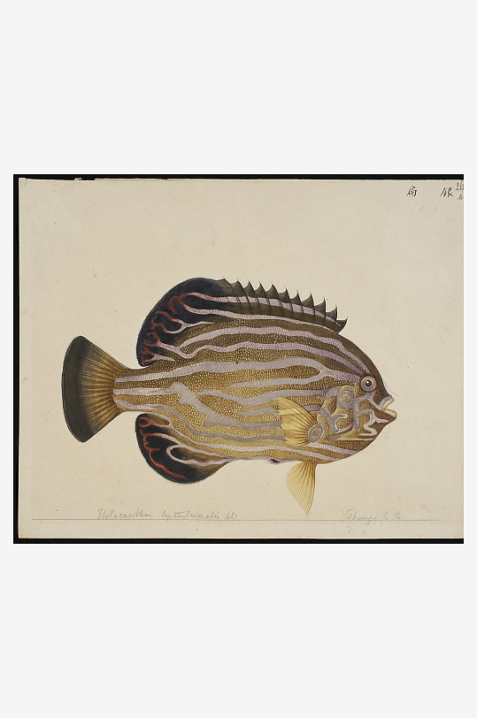 古风海鱼图装饰画图片-众图网