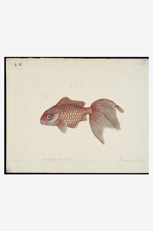 古风海鱼图装饰画图片-众图网