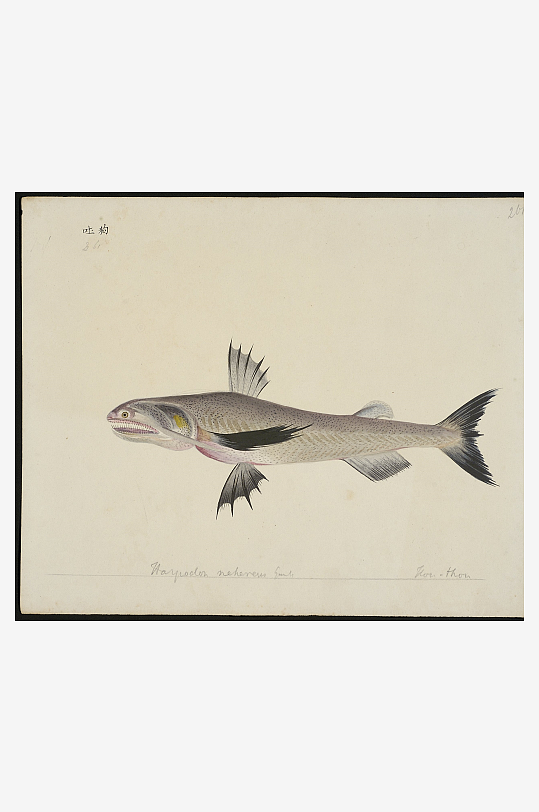 古风海鱼图装饰画图片-众图网