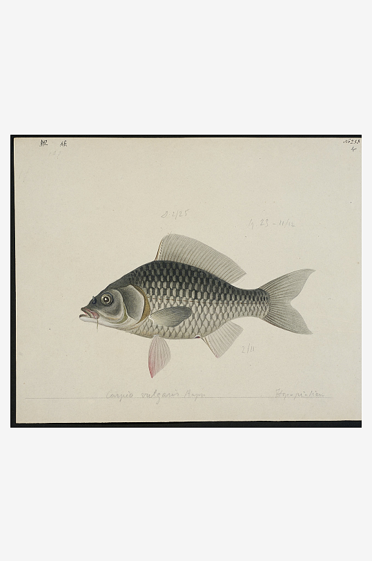 古风海鱼图装饰画图片素材-众图网