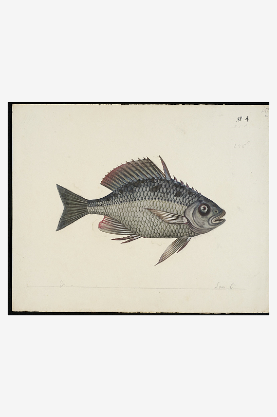 古风海鱼图装饰画图片素材-众图网