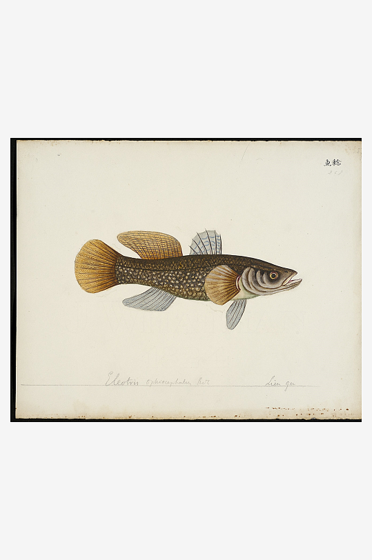 古风海鱼图装饰画图片素材-众图网