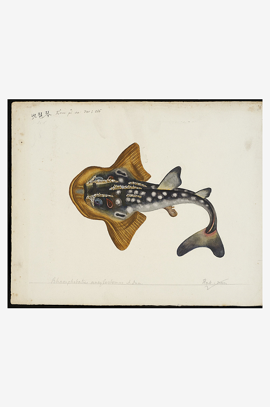 古风海鱼图装饰画图片素材-众图网