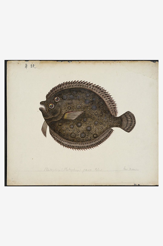 古风海鱼图装饰画图片素材-众图网